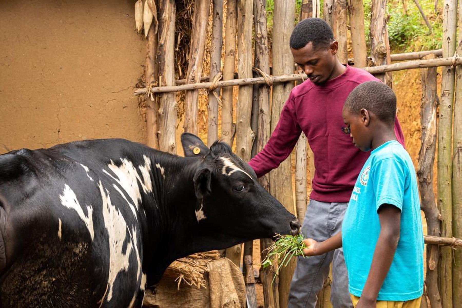 Cyusa Ian Berulo and a boy feeding a cow at a family home